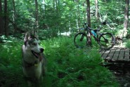 Mountain Biking With Your Dog