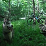 Mountain Biking With Your Dog