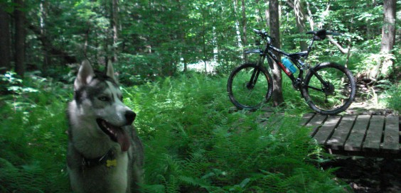 Mountain Biking With Your Dog