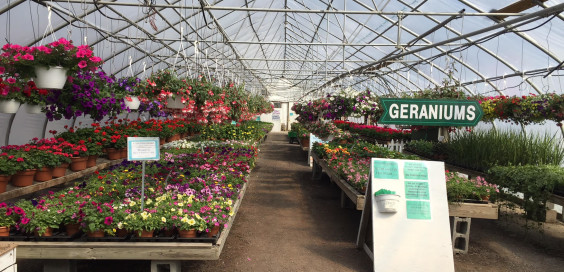 Neil Casey's Farm Market & Greenhouses