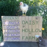 Daisy Hollow Farm