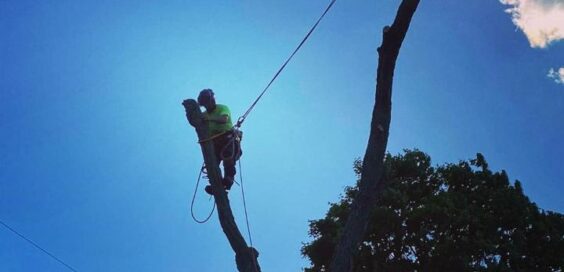 Cortland Tree Service