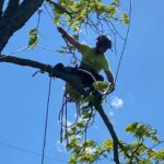 Cortland Tree Service