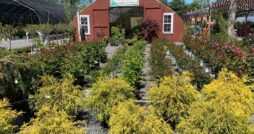 Valley View Gardens & The Cinnamon Apple Cottage Gift Shoppe