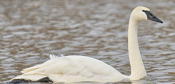 Creature Feature Trumpeter Swans Staging A Comeback The Cortland