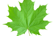 CNY Maple​ ​Festival