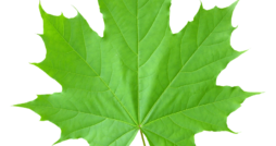 CNY Maple​ ​Festival