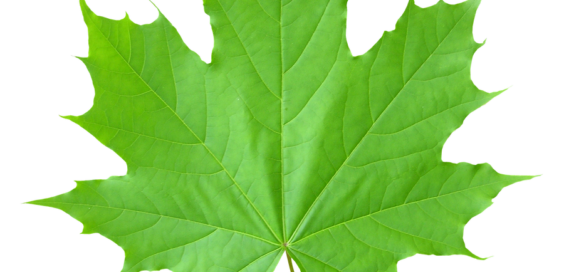 CNY Maple​ ​Festival