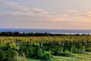 Long Point Winery