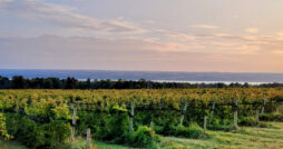 Long Point Winery