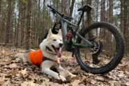 Biking with Your Dog