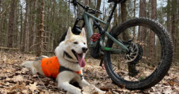 Biking with Your Dog