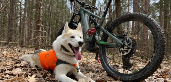 Biking with Your Dog