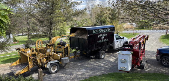 Phillips Tree Service