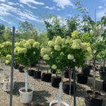 Valley View Gardens Nursery