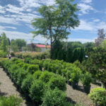Valley View Gardens Nursery