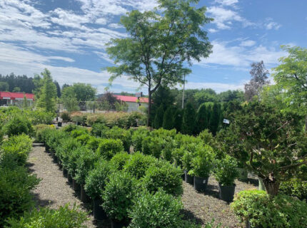 Valley View Gardens Nursery