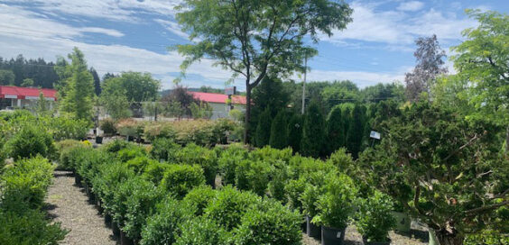 Valley View Gardens Nursery