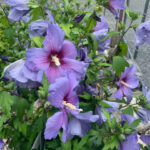 Valley View Gardens Nursery
