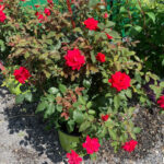 Valley View Gardens Nursery