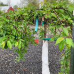 Valley View Gardens Nursery