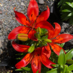Valley View Gardens Nursery