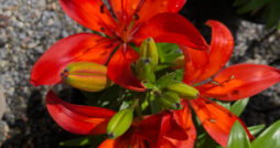 Valley View Gardens Nursery