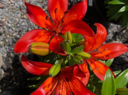 Valley View Gardens Nursery