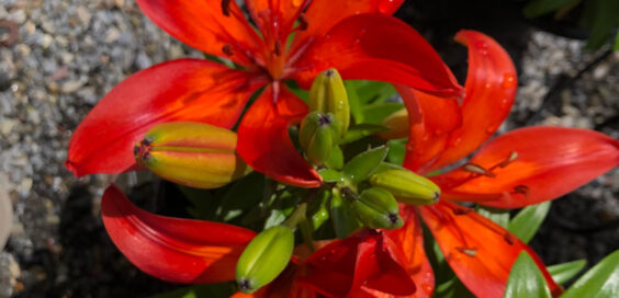 Valley View Gardens Nursery