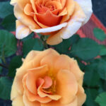 Valley View Gardens Nursery