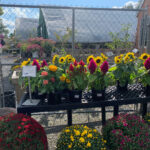Valley View Gardens