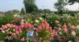 Valley View Gardens