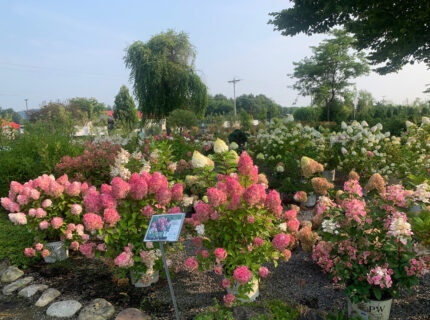 Valley View Gardens