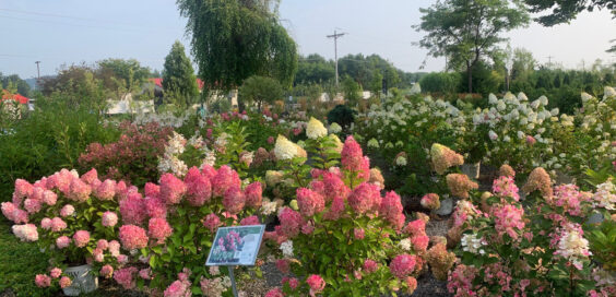 Valley View Gardens