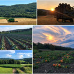 Villnave Family Farms