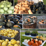 Villnave Family Farms