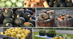 Villnave Family Farms