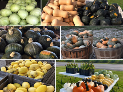 Villnave Family Farms