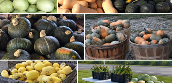 Villnave Family Farms